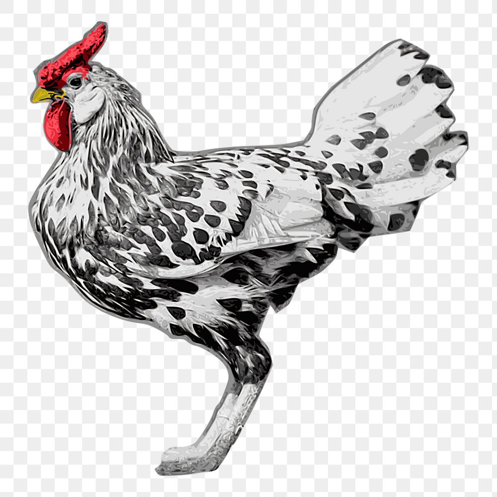Chicken png sticker, farm animal vintage illustration on transparent background. Free public domain CC0 image.