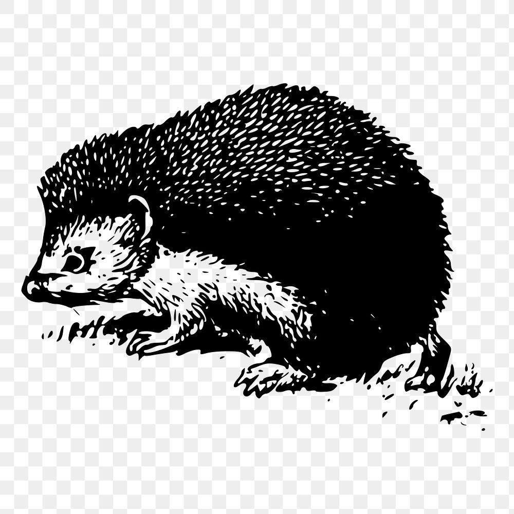 Hedgehog png sticker, animal vintage illustration on transparent background. Free public domain CC0 image.