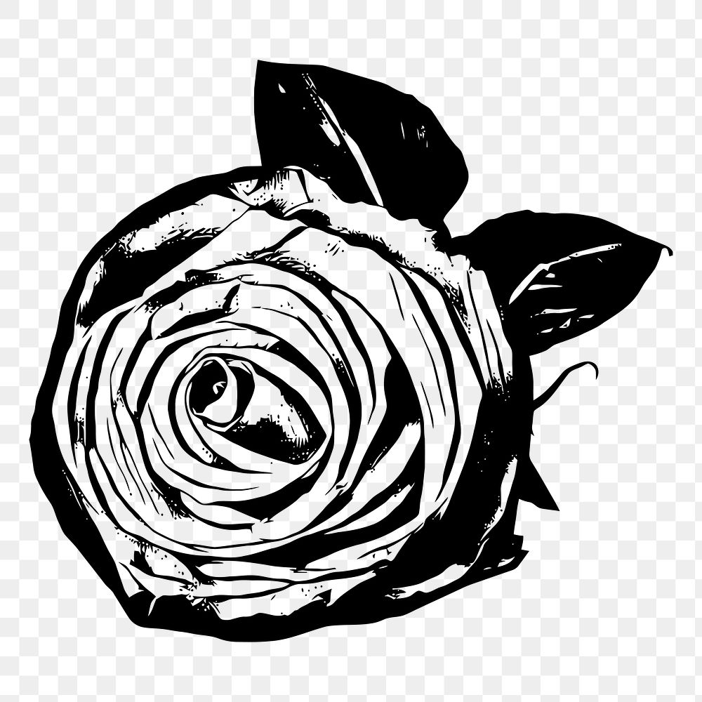 Rose flower png sticker, botanical vintage illustration on transparent background. Free public domain CC0 image.