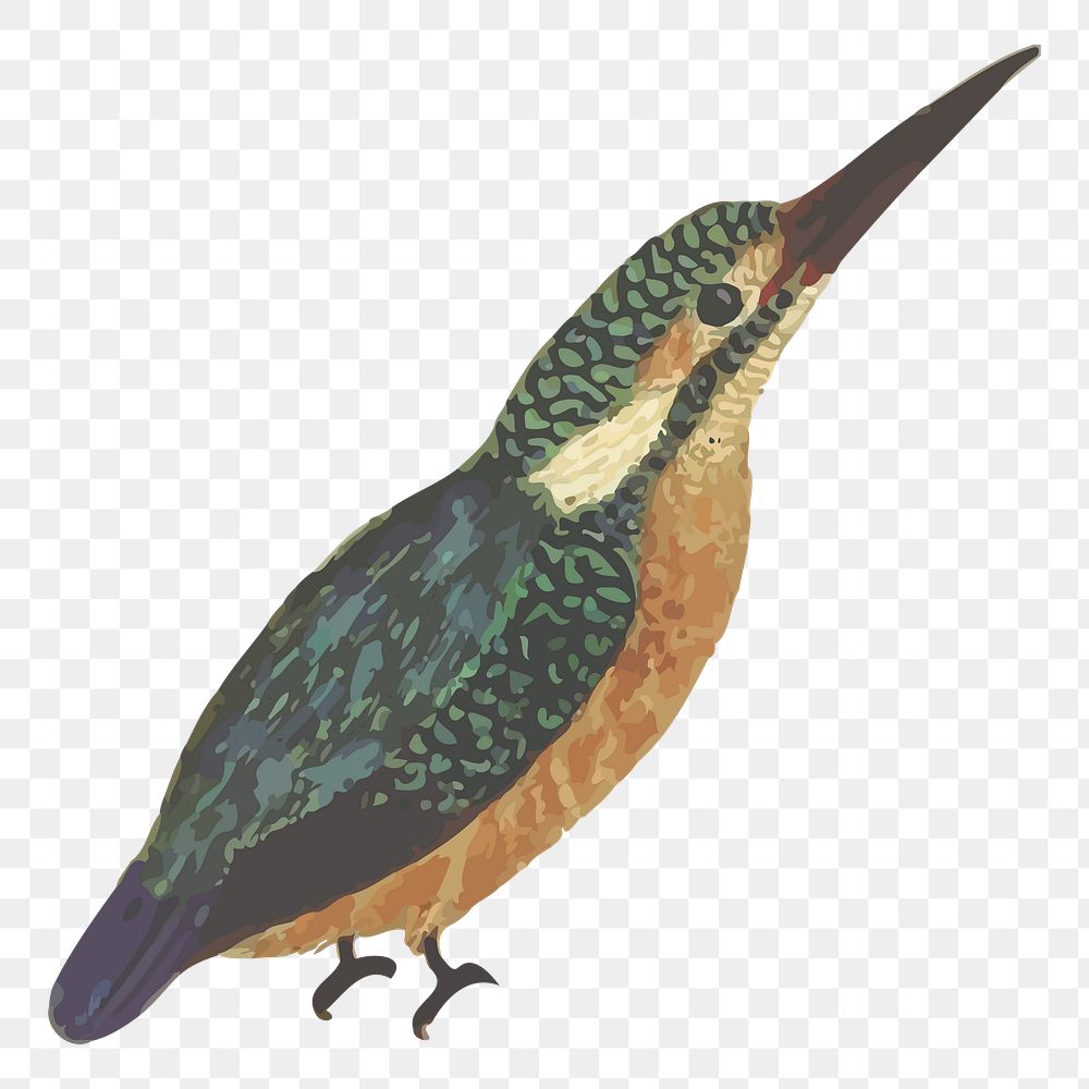 Kingfisher bird png sticker, animal illustration, transparent background. Free public domain CC0 image.