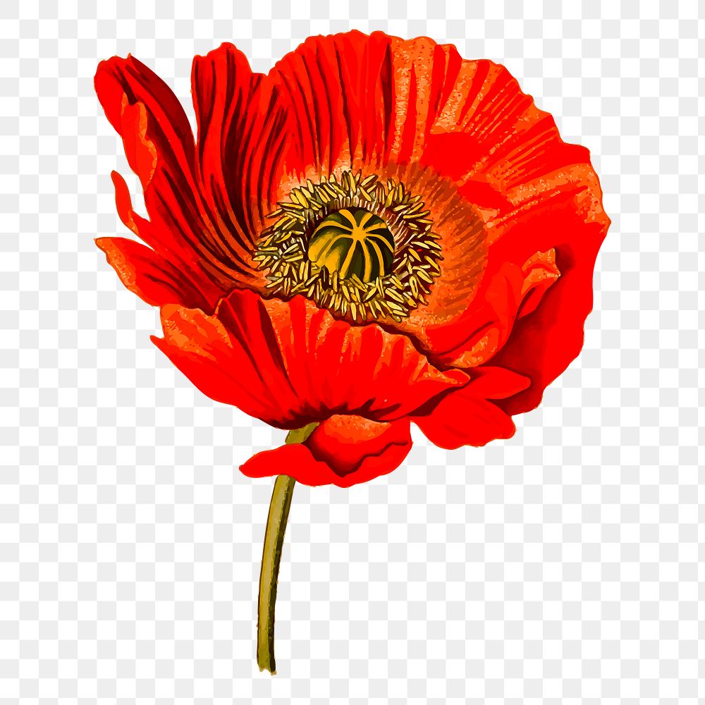 Red poppy png sticker, flower illustration, transparent background. Free public domain CC0 image.