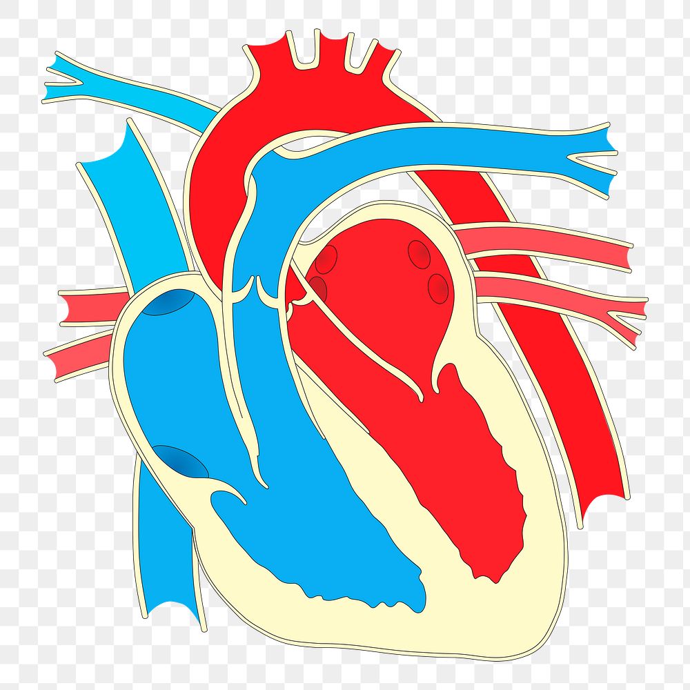 Heart diagram png sticker, health illustration on transparent background. Free public domain CC0 image.