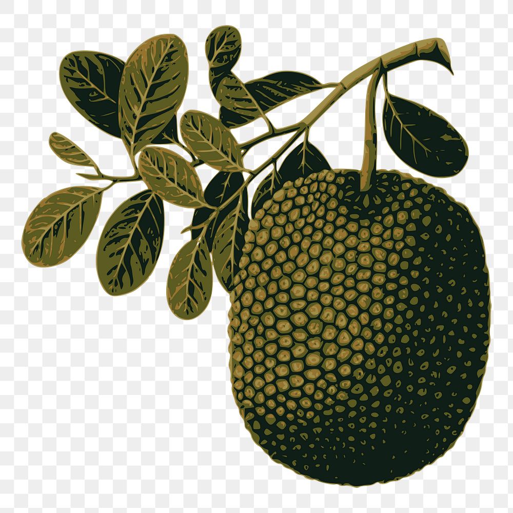 Jackfruit png sticker, fruit illustration on transparent background. Free public domain CC0 image.