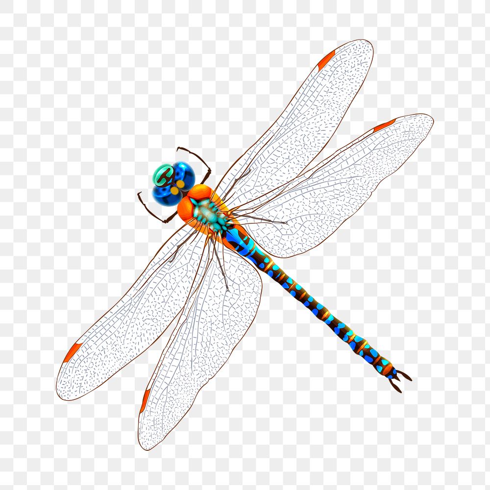 Dragonfly png sticker, insect illustration on transparent background. Free public domain CC0 image.