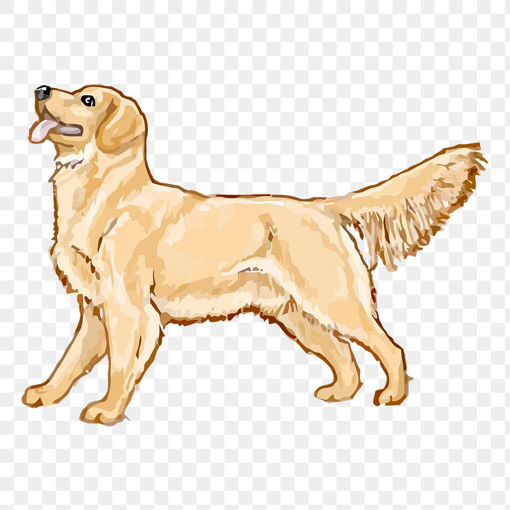 Golden Retriever png dog sticker, animal illustration on transparent background. Free public domain CC0 image.