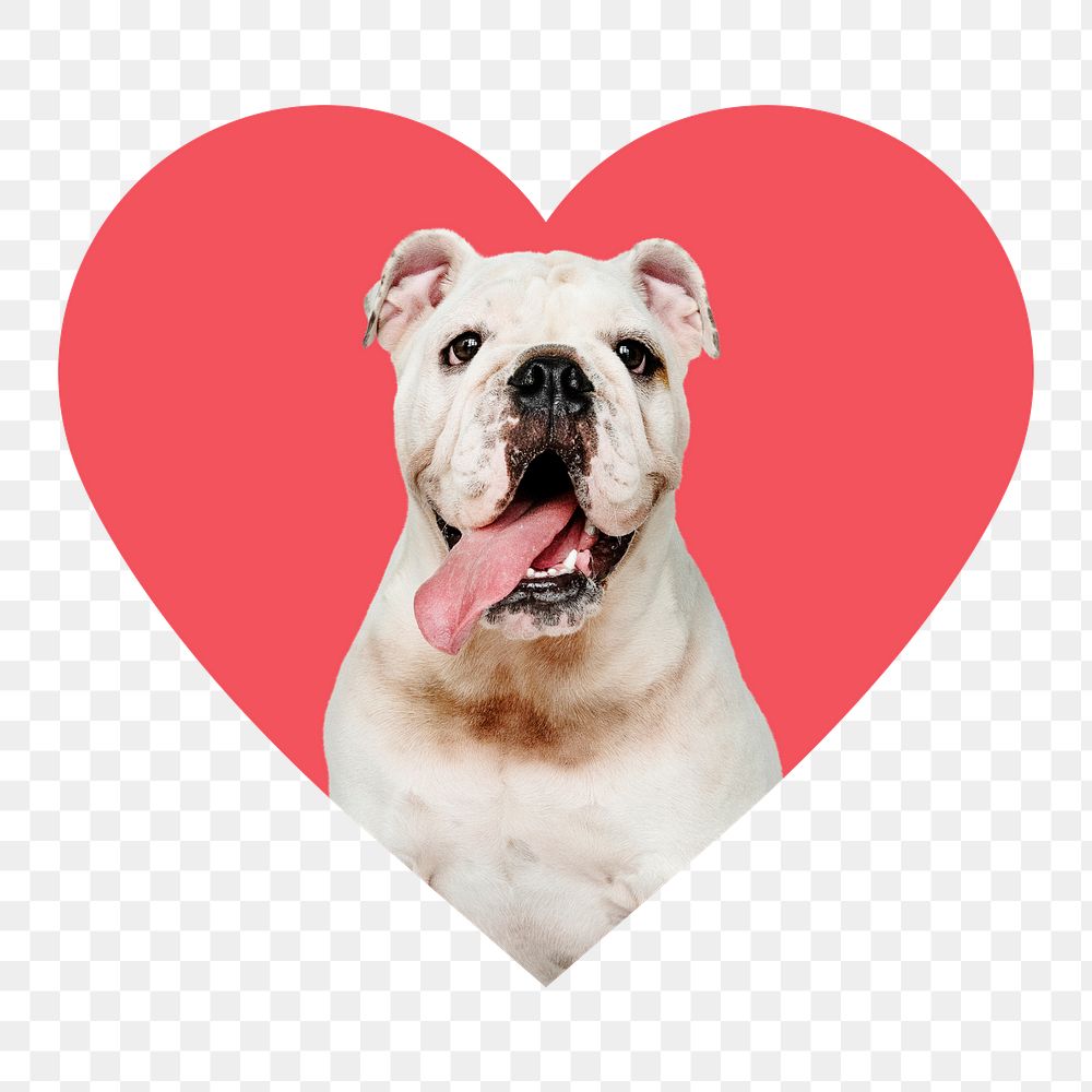 English bulldog png badge sticker, pet photo in heart shape, transparent background