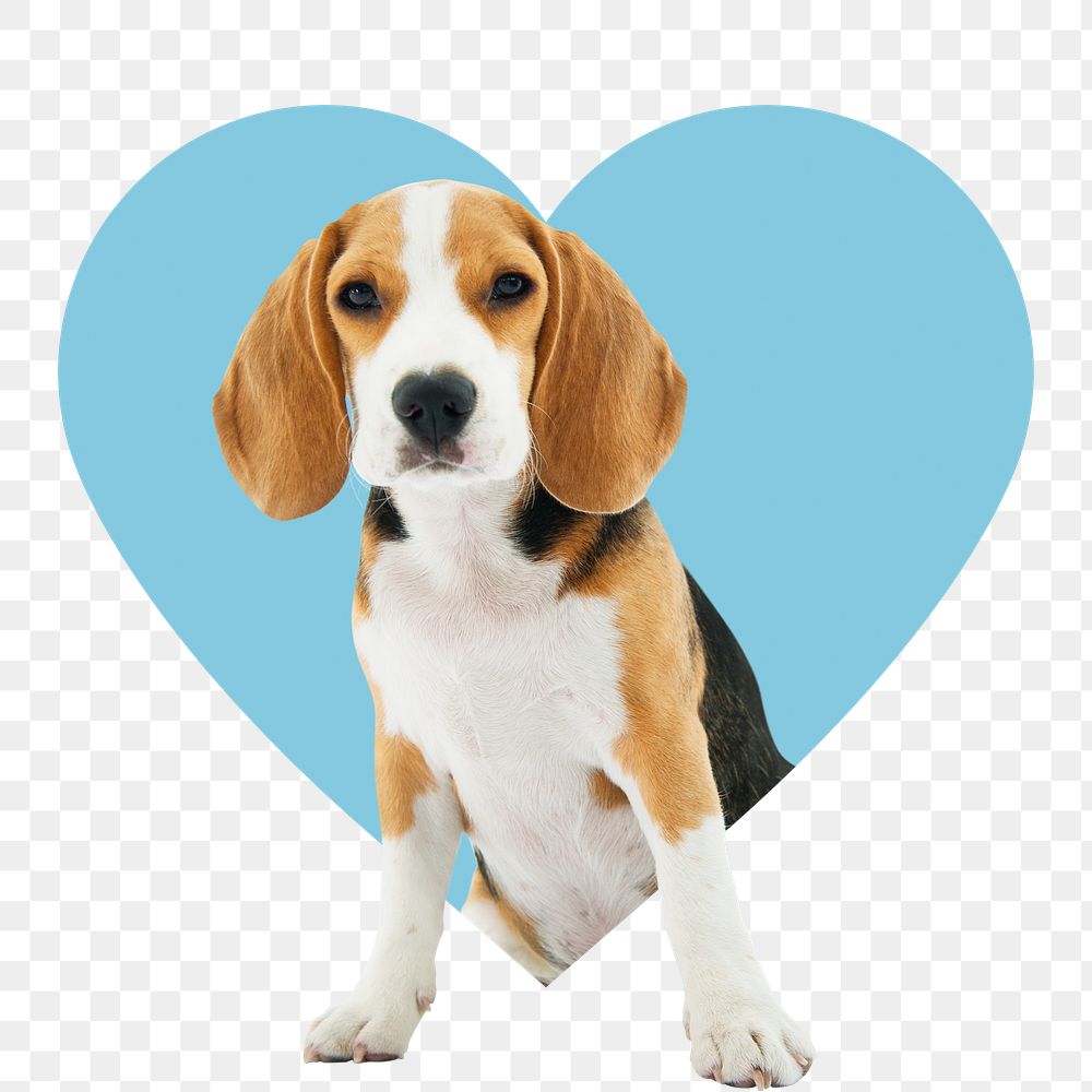 Beagle dog png badge sticker, cute pet photo in heart shape, transparent background