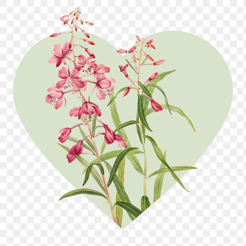 Fireweed flower png badge sticker, botanical  in heart shape, transparent background