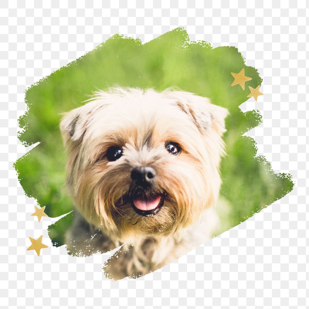 Yorkshire Terrier png, brush stroke reveal sticker, animal collage element, transparent background