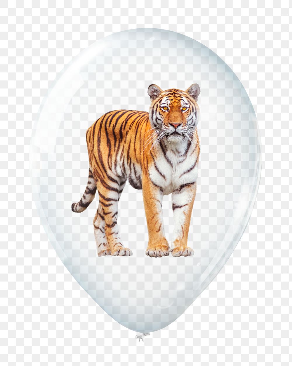 Tiger png sticker, wild animal in clear balloon, transparent background