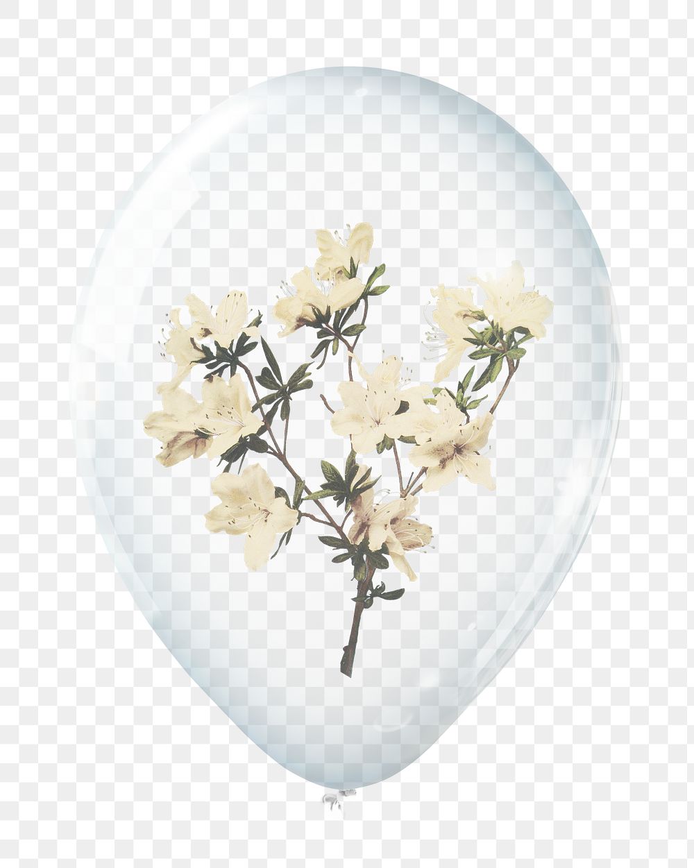White azaleas png, flower in clear balloon, transparent background