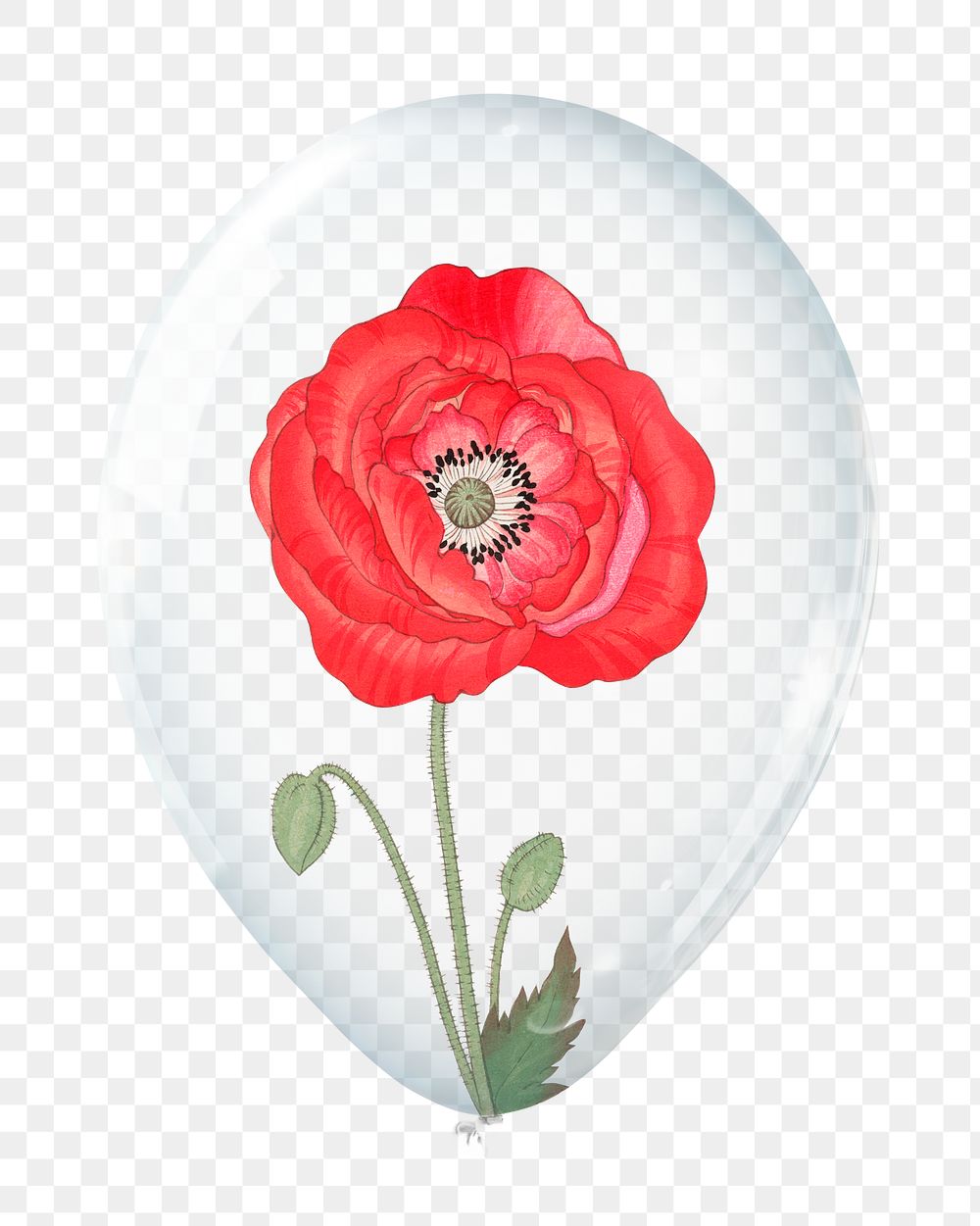 Red poppy png, flower in clear balloon, transparent background
