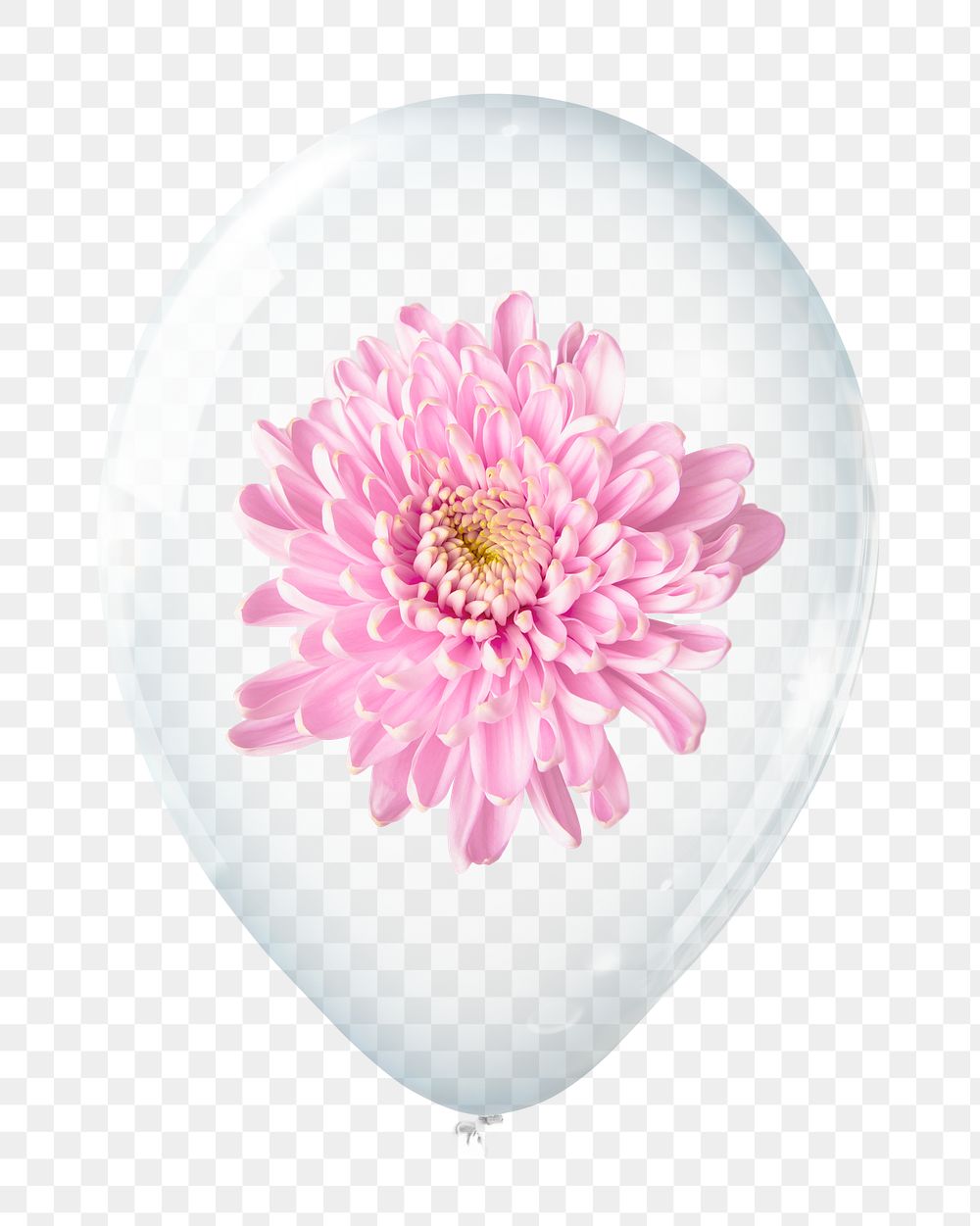 Pink chrysanthemum png, flower in clear balloon, transparent background