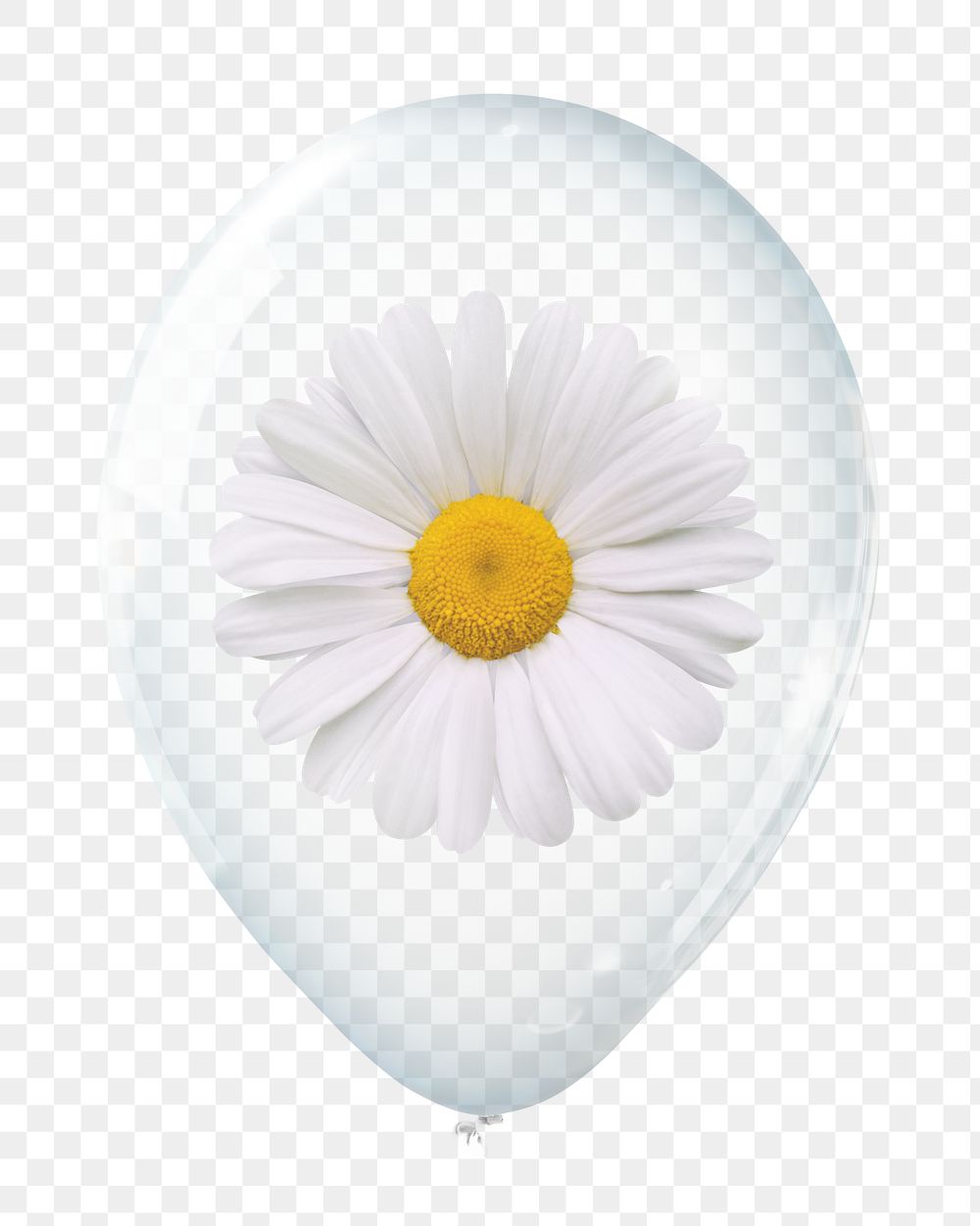 White daisy png, valentine's flower in clear balloon, transparent background