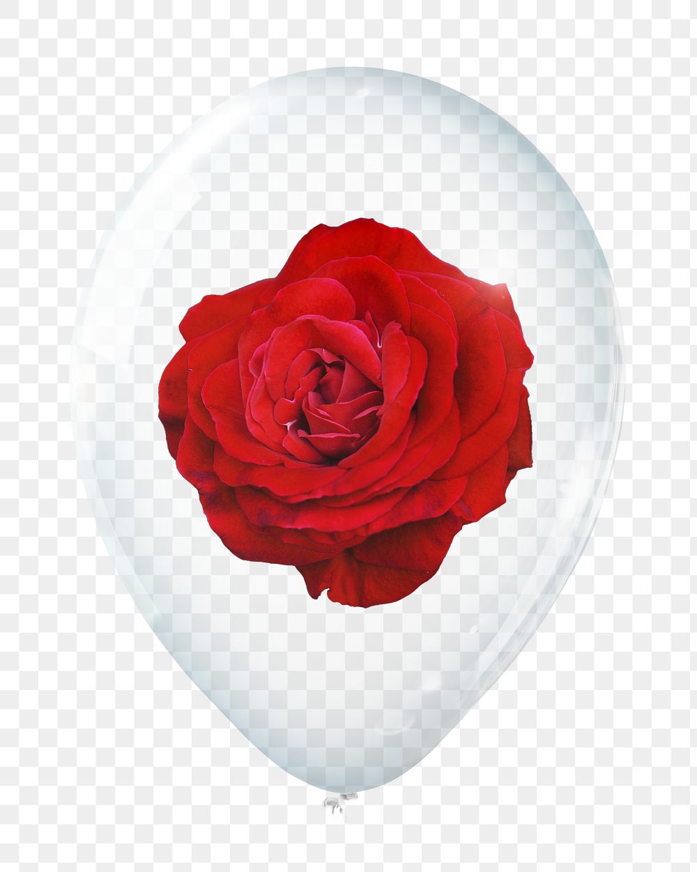 Red rose png, valentine's flower in clear balloon, transparent background