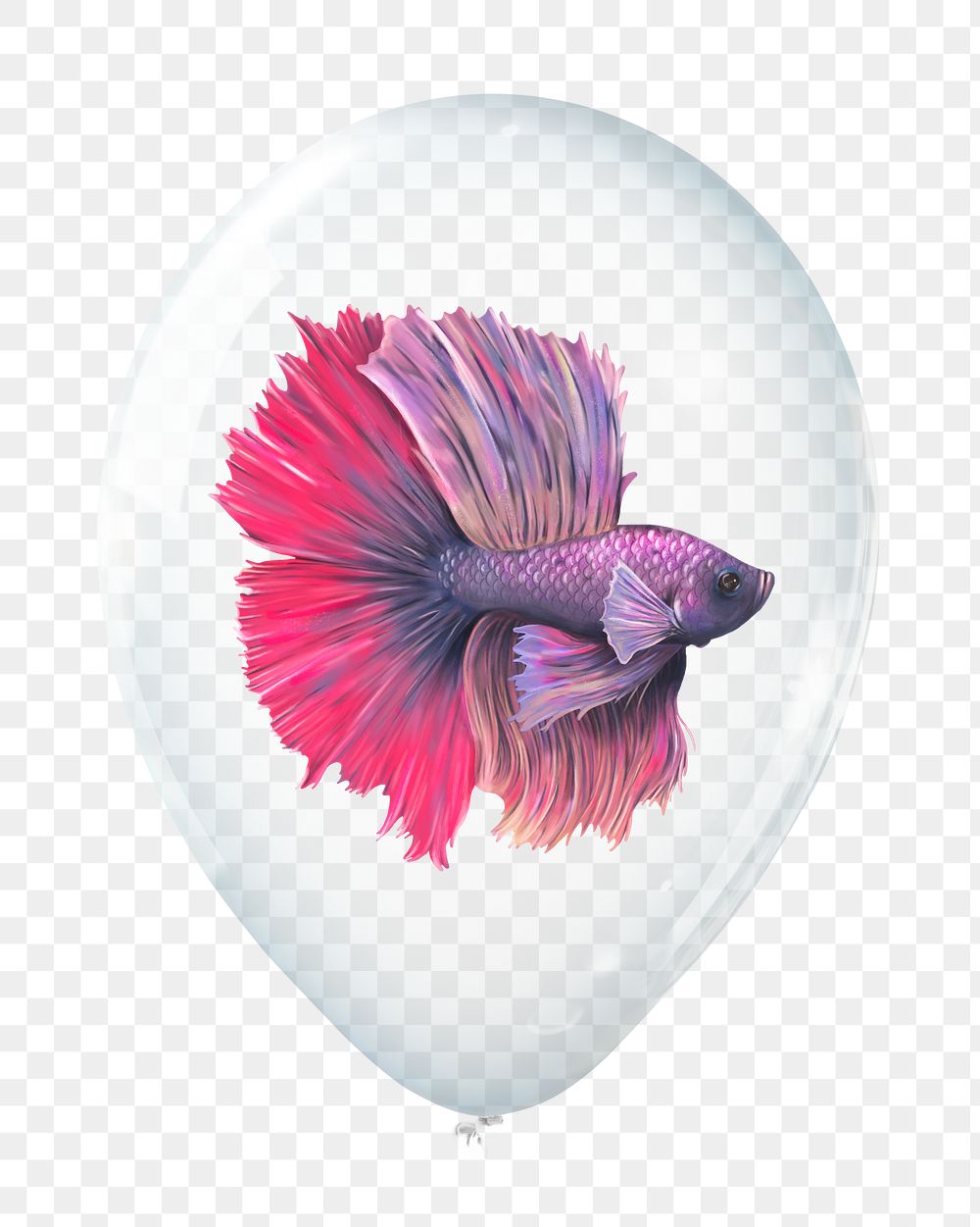 Betta fish png sticker, animal in clear balloon, transparent background