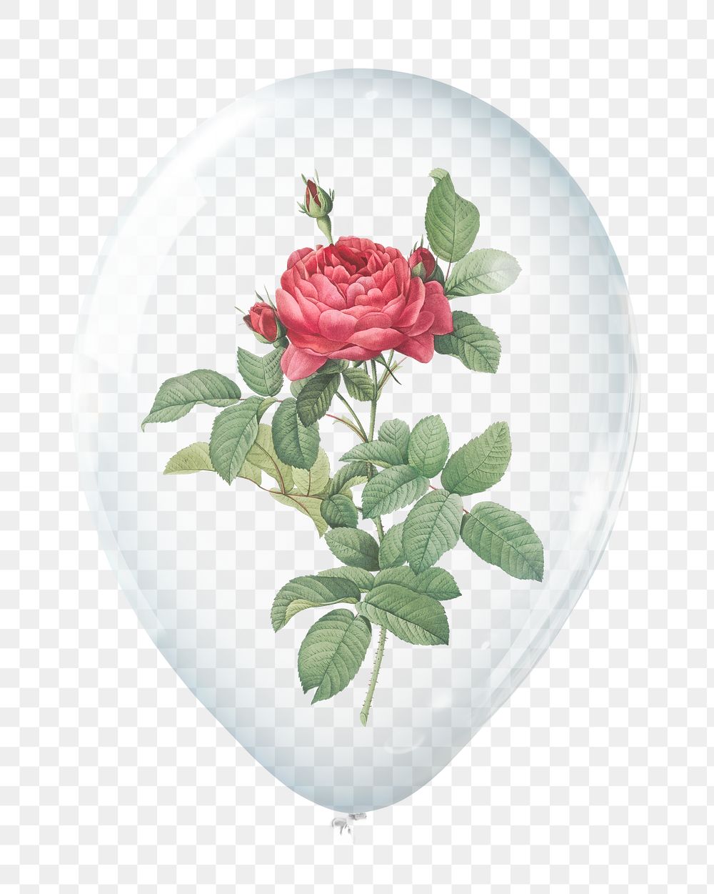 Red rose png, flower in clear balloon, transparent background