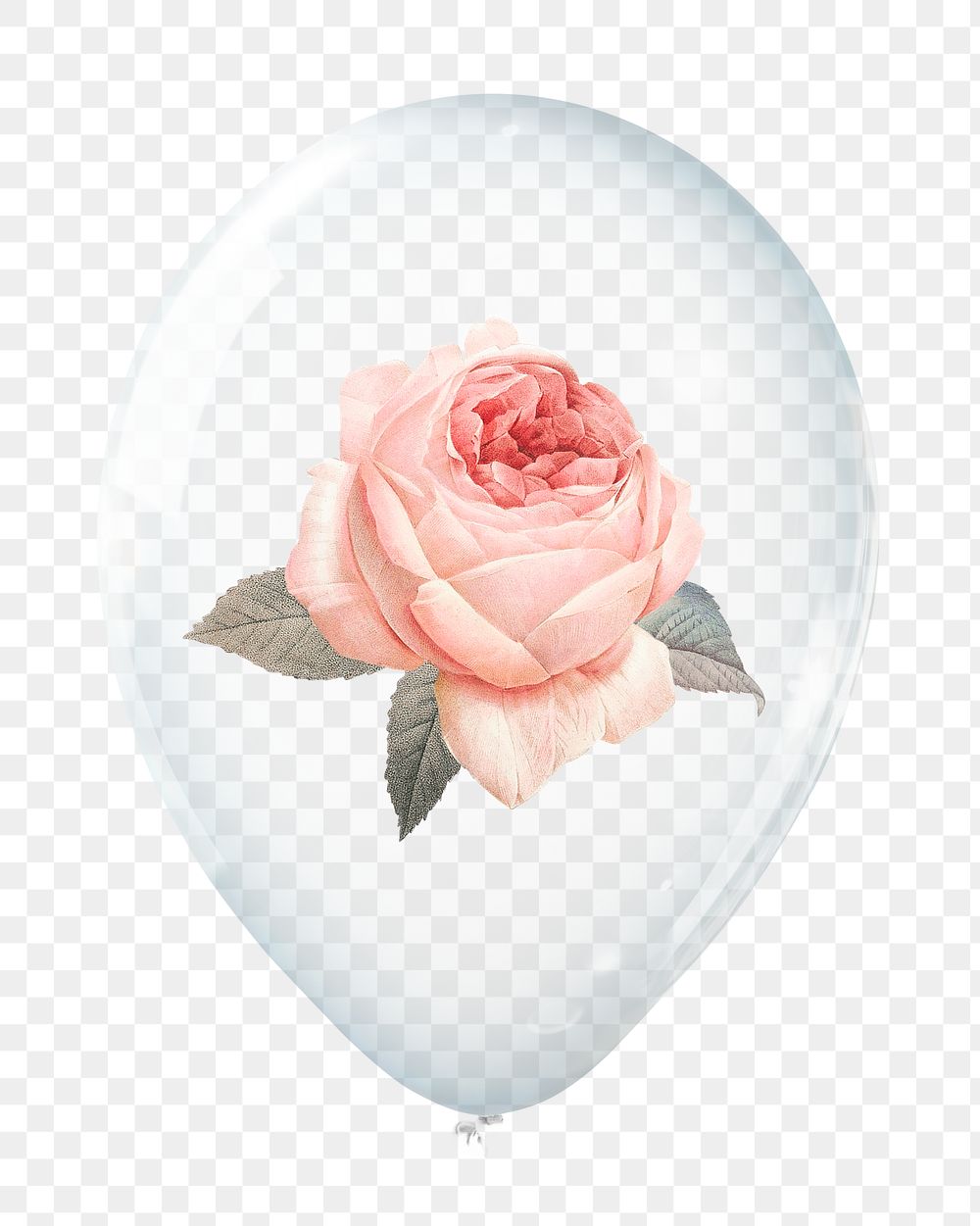Pink rose png, flower in clear balloon, transparent background