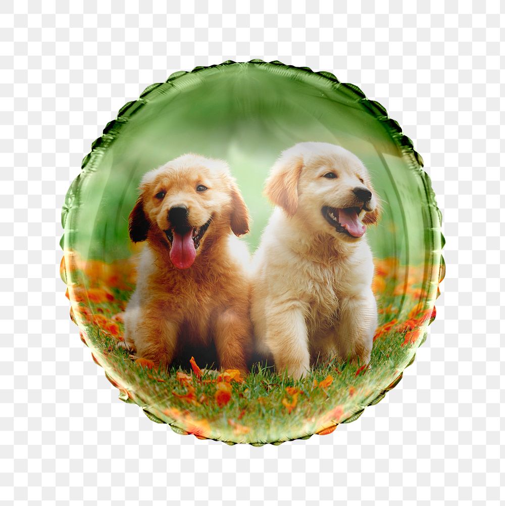 Golden Retriever png puppies balloon sticker, pet photo in circle shape, transparent background