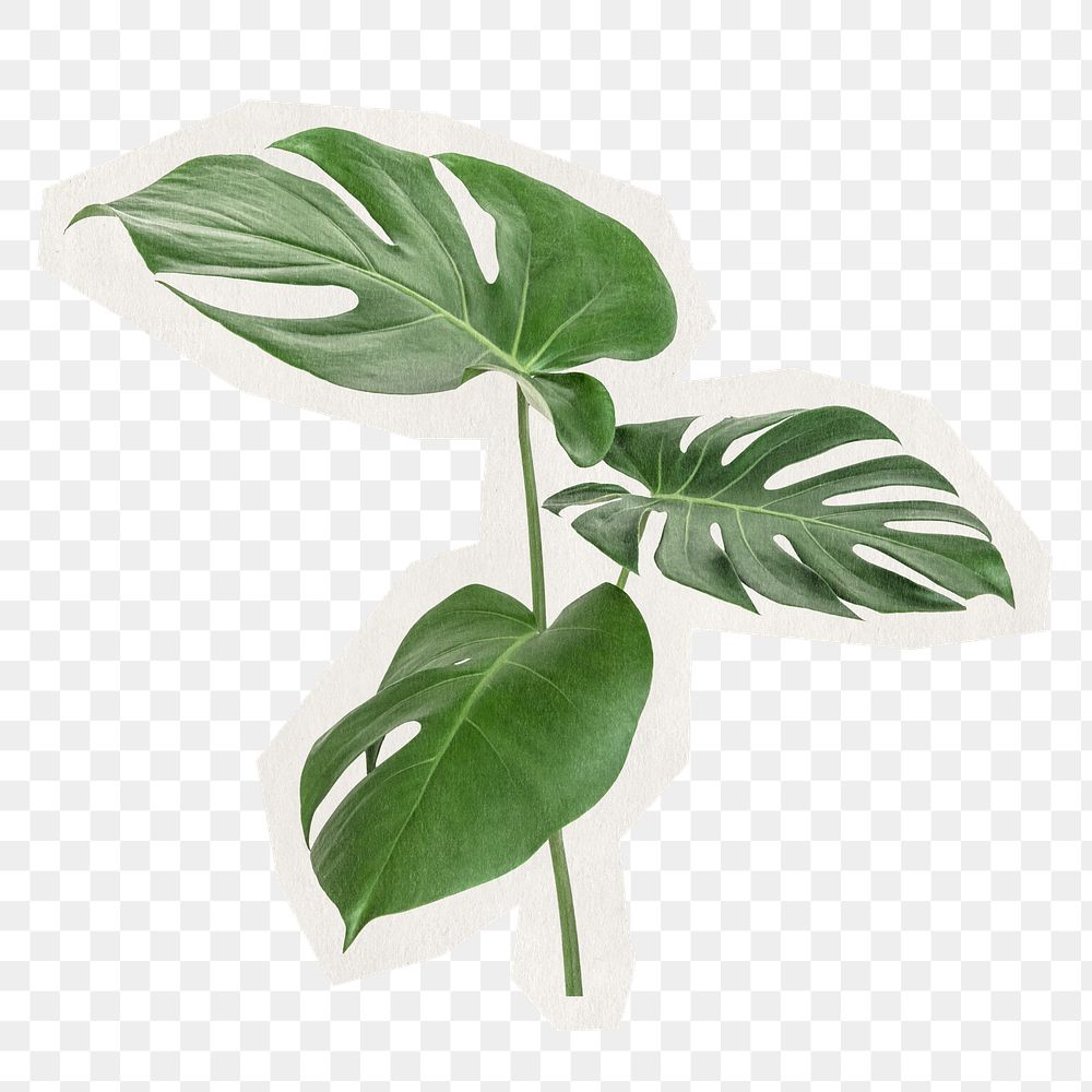 Monstera leaf png sticker, plant rough cut paper effect, transparent background