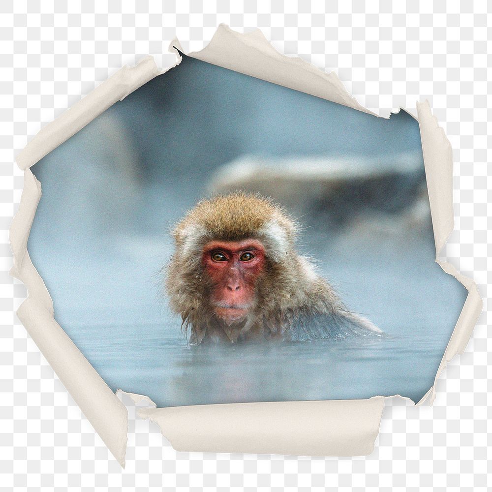 Png hot spring monkey badge sticker, animal in center ripped paper photo, transparent background