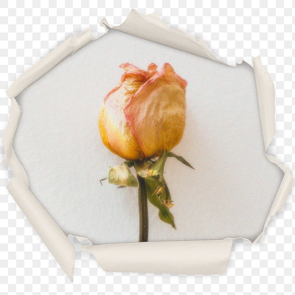 Yellow rose png badge sticker, flower in center ripped paper photo, transparent background