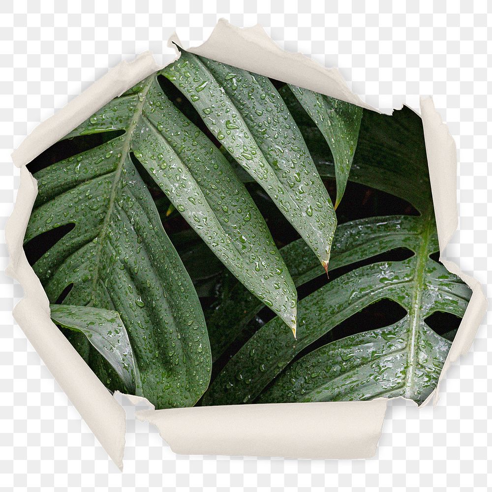 Wet leaf png badge sticker, botanical in center ripped paper photo, transparent background