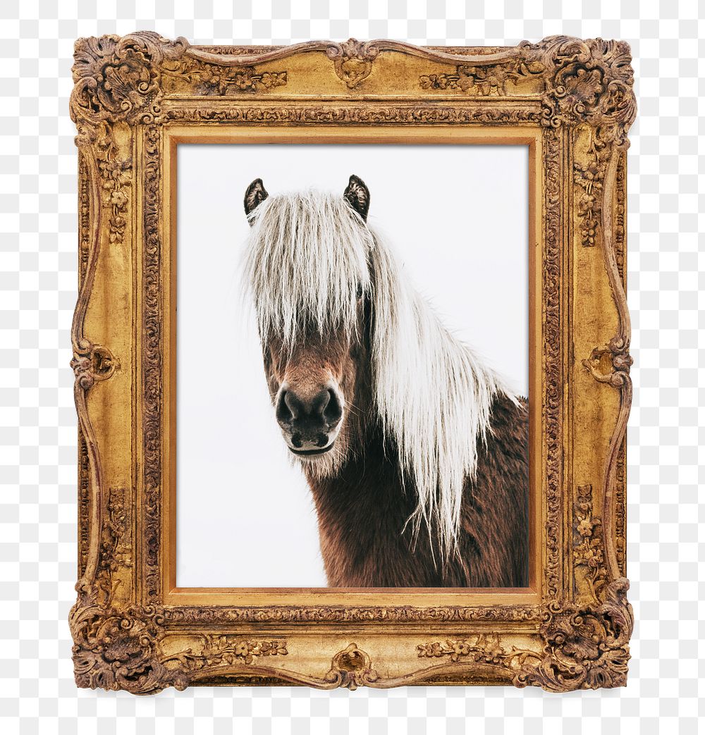 Icelandic horse png framed sticker, transparent background