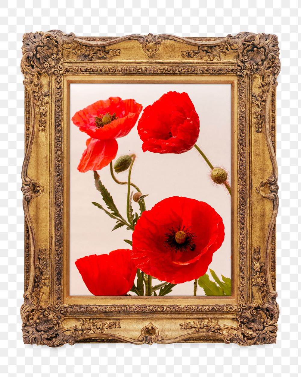 Poppy flowers png framed artwork sticker, transparent background