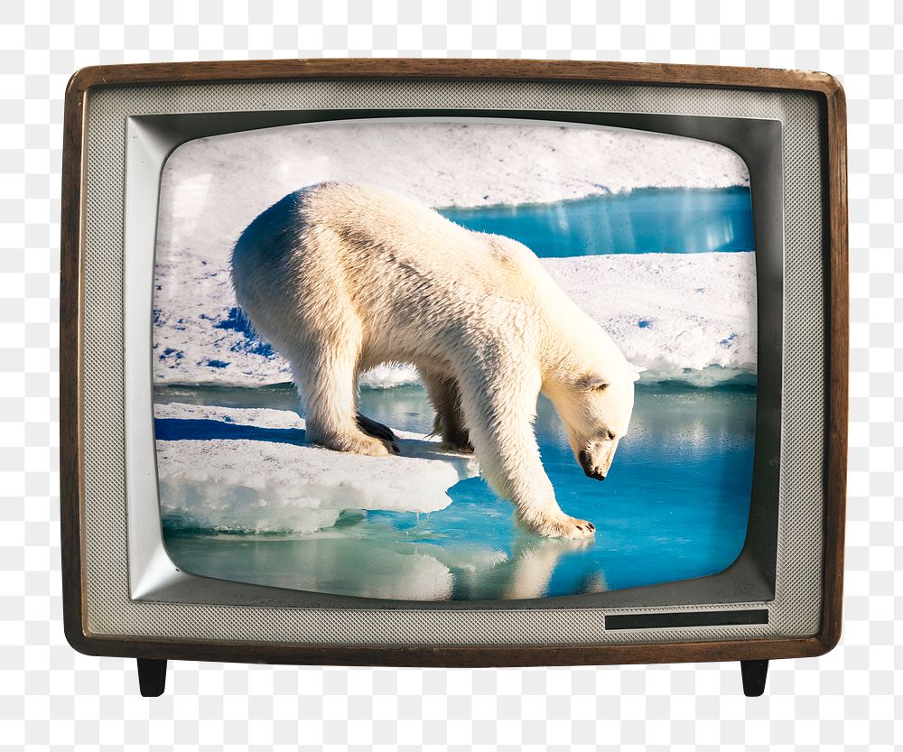 Png polar bear walking on ice sticker, environment on retro television, transparent background