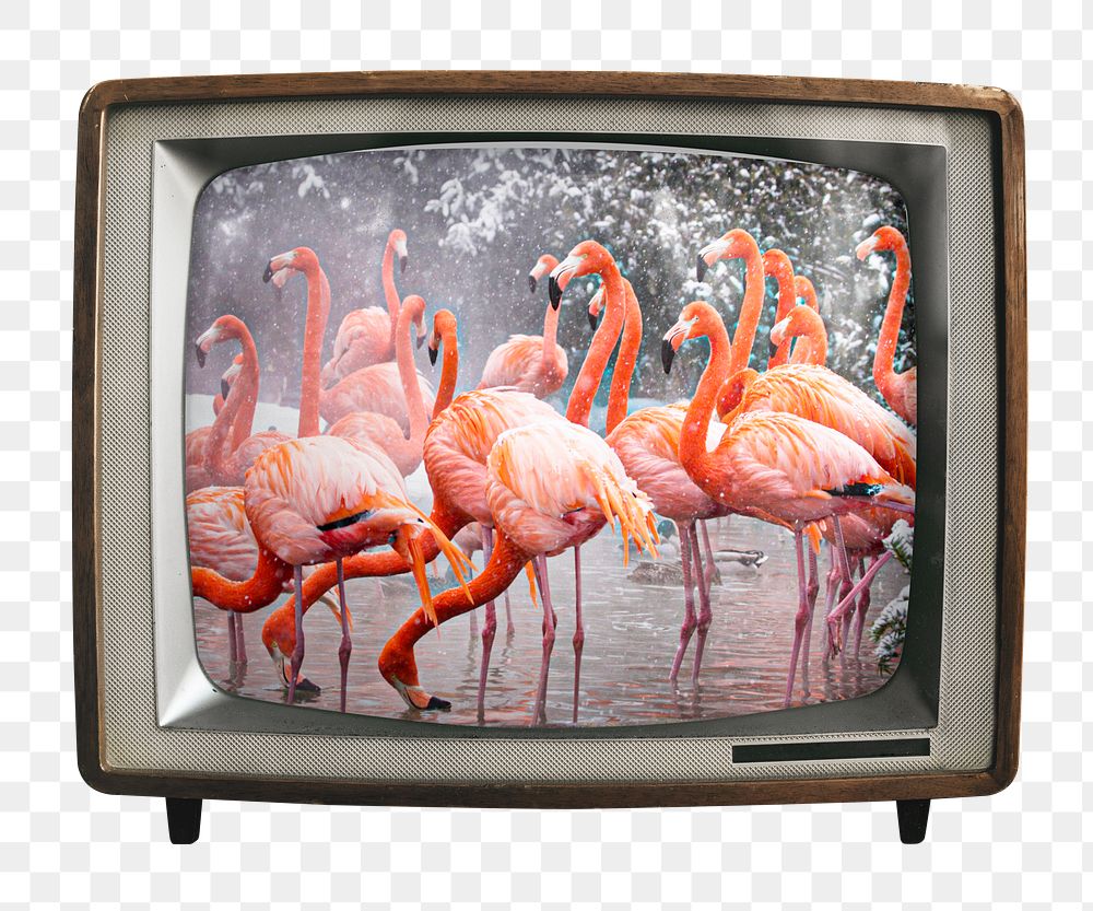 Aesthetic flamingos png sticker, animal on retro television, transparent background