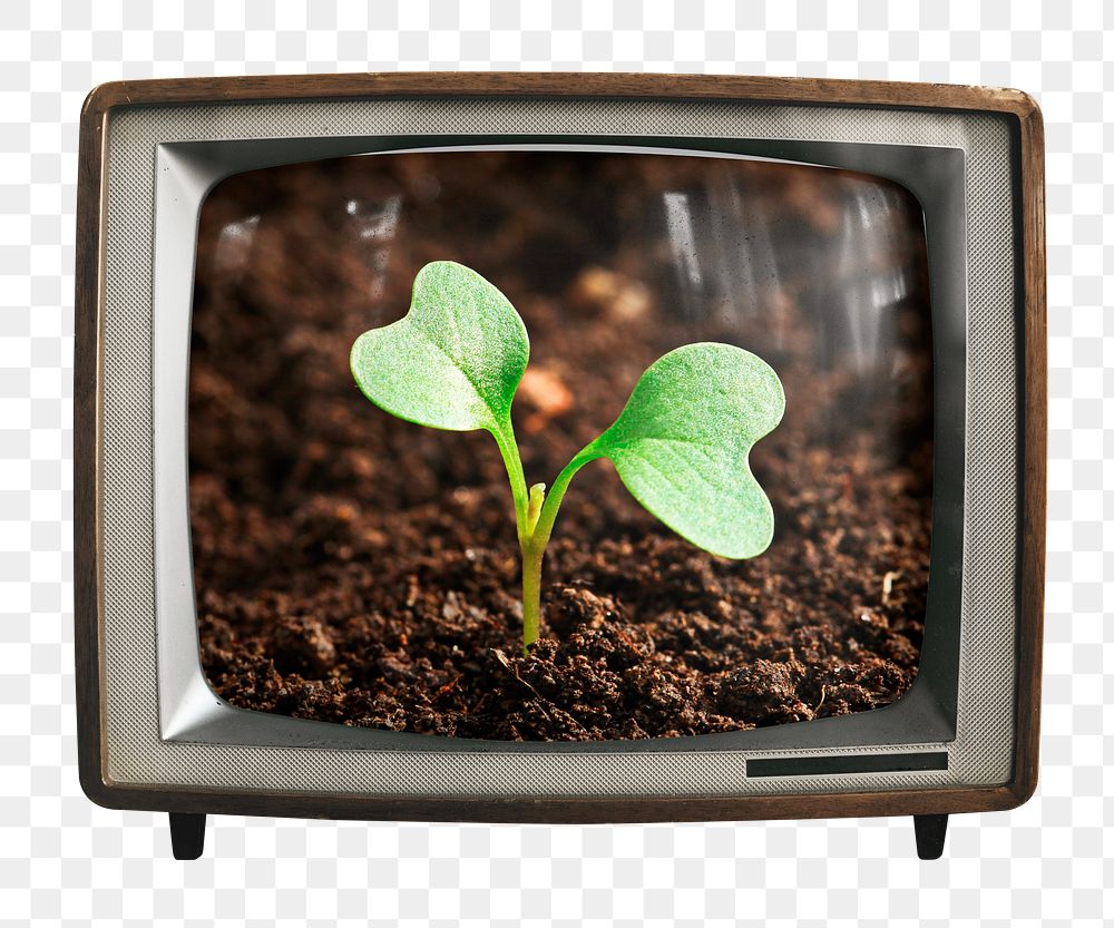 Growing sprout png sticker, environment on retro television, transparent background