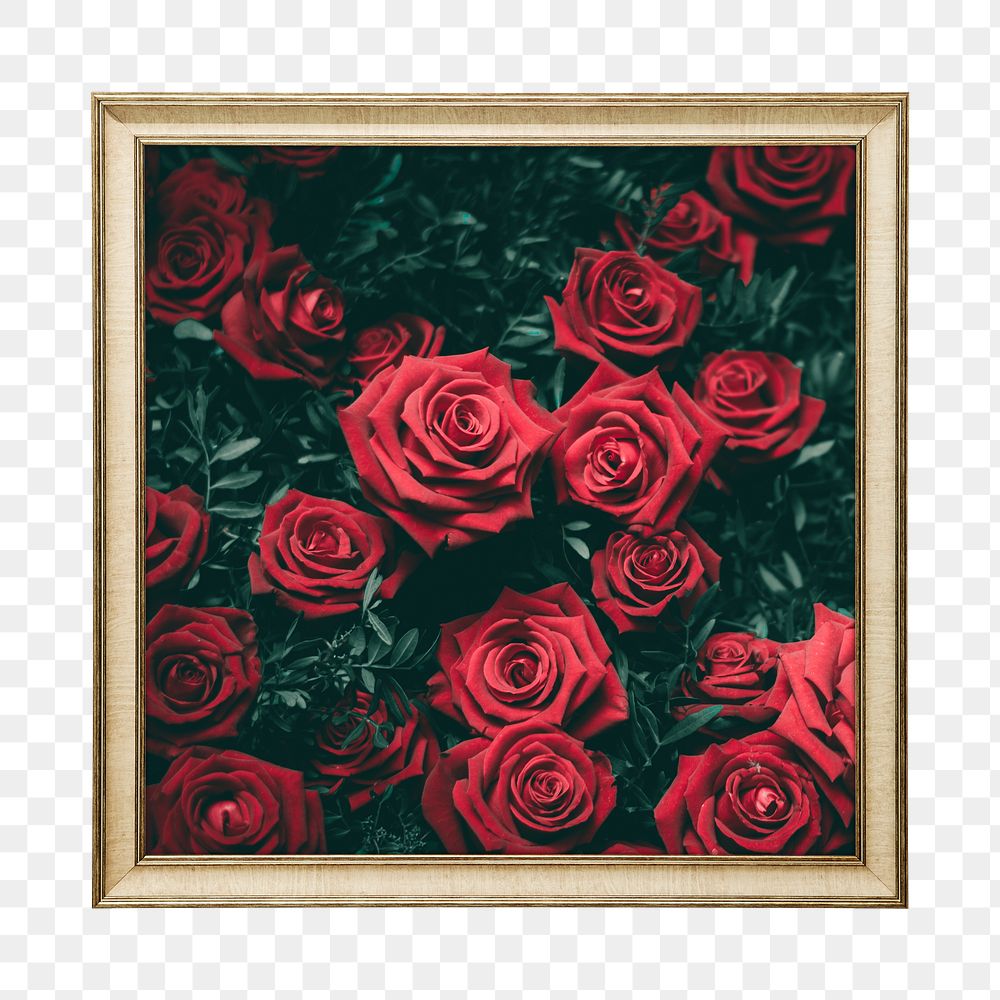 Png red rose framed sticker, on transparent background