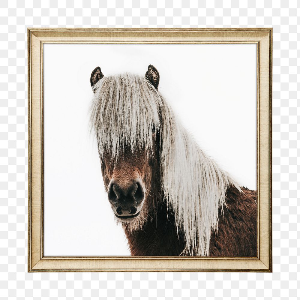 Png horse animal framed sticker, on transparent background