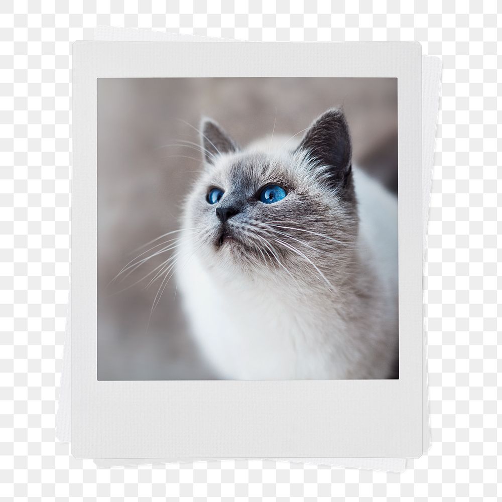 Ragdoll kitten png sticker, pet instant photo on transparent background