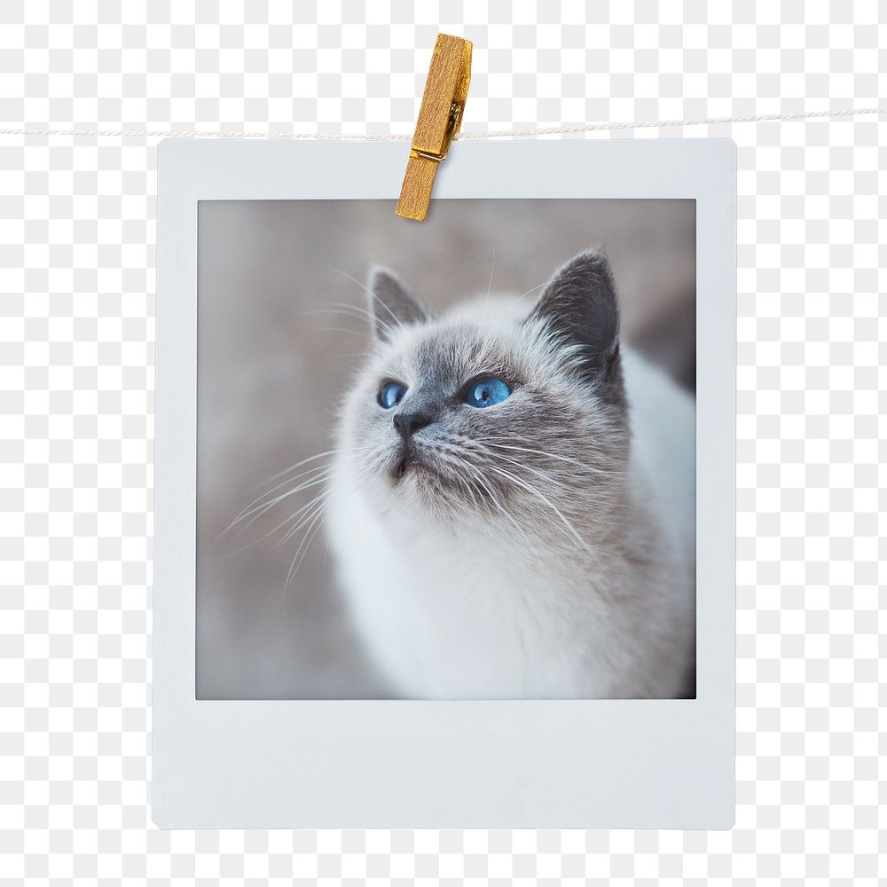 Ragdoll kitten png sticker, pet instant photo on transparent background
