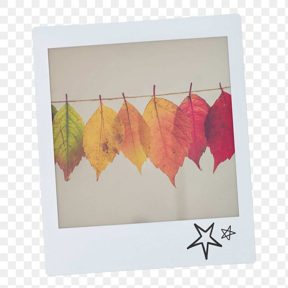 Autumn leaves png sticker, Fall aesthetic instant photo on transparent background