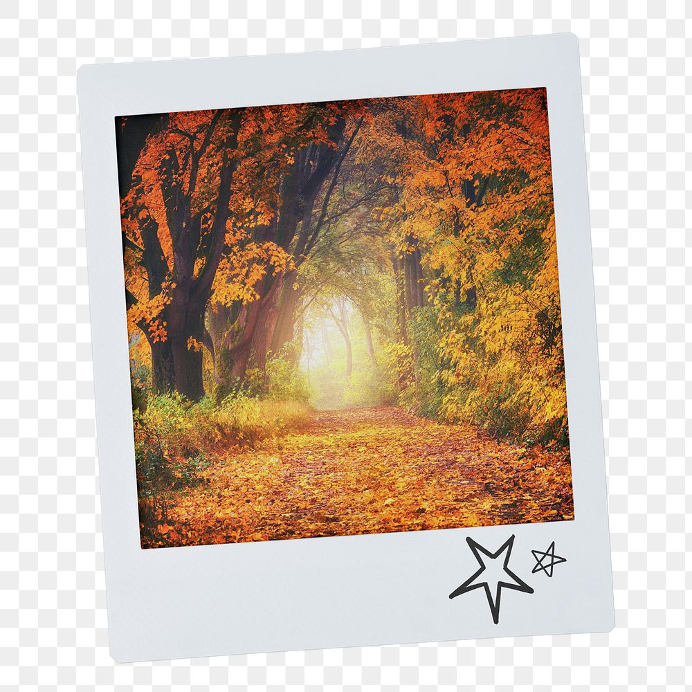 Autumn forest png instant photo sticker, nature aesthetic image on transparent background