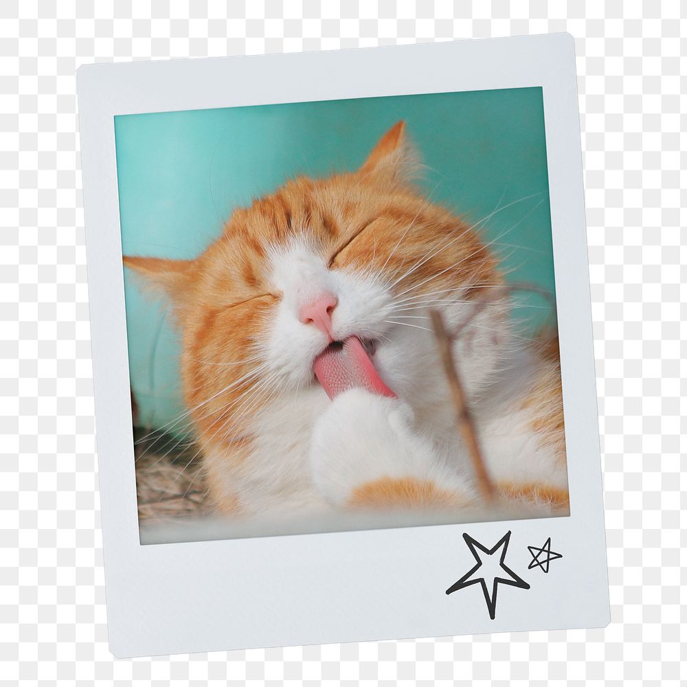 Grooming cat png sticker, pet instant photo on transparent background