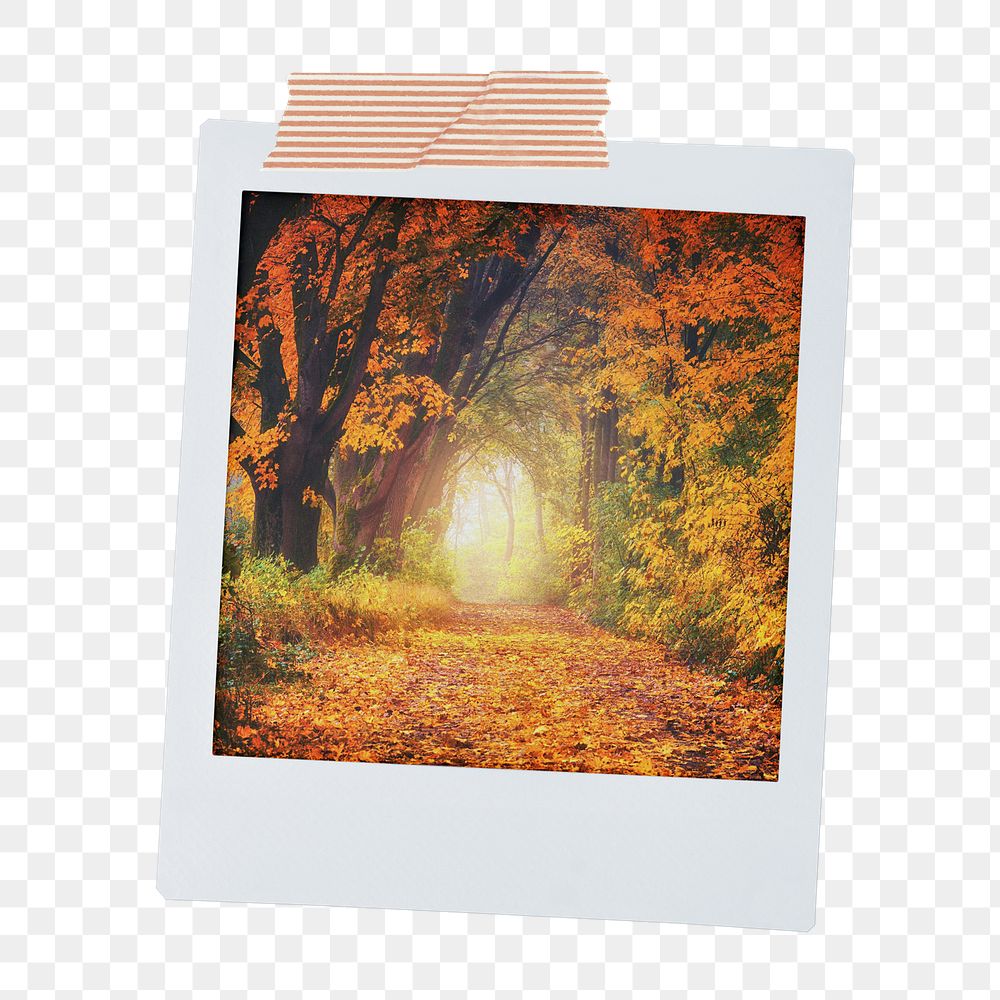 Autumn forest png instant photo sticker, nature aesthetic image on transparent background