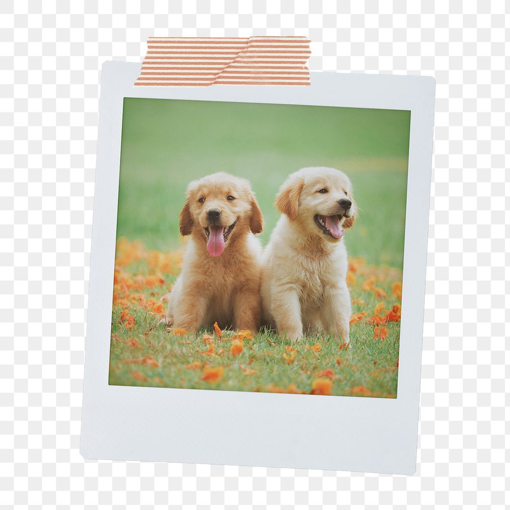 Golden Retriever png puppy sticker, pet portrait, instant photo image on transparent background