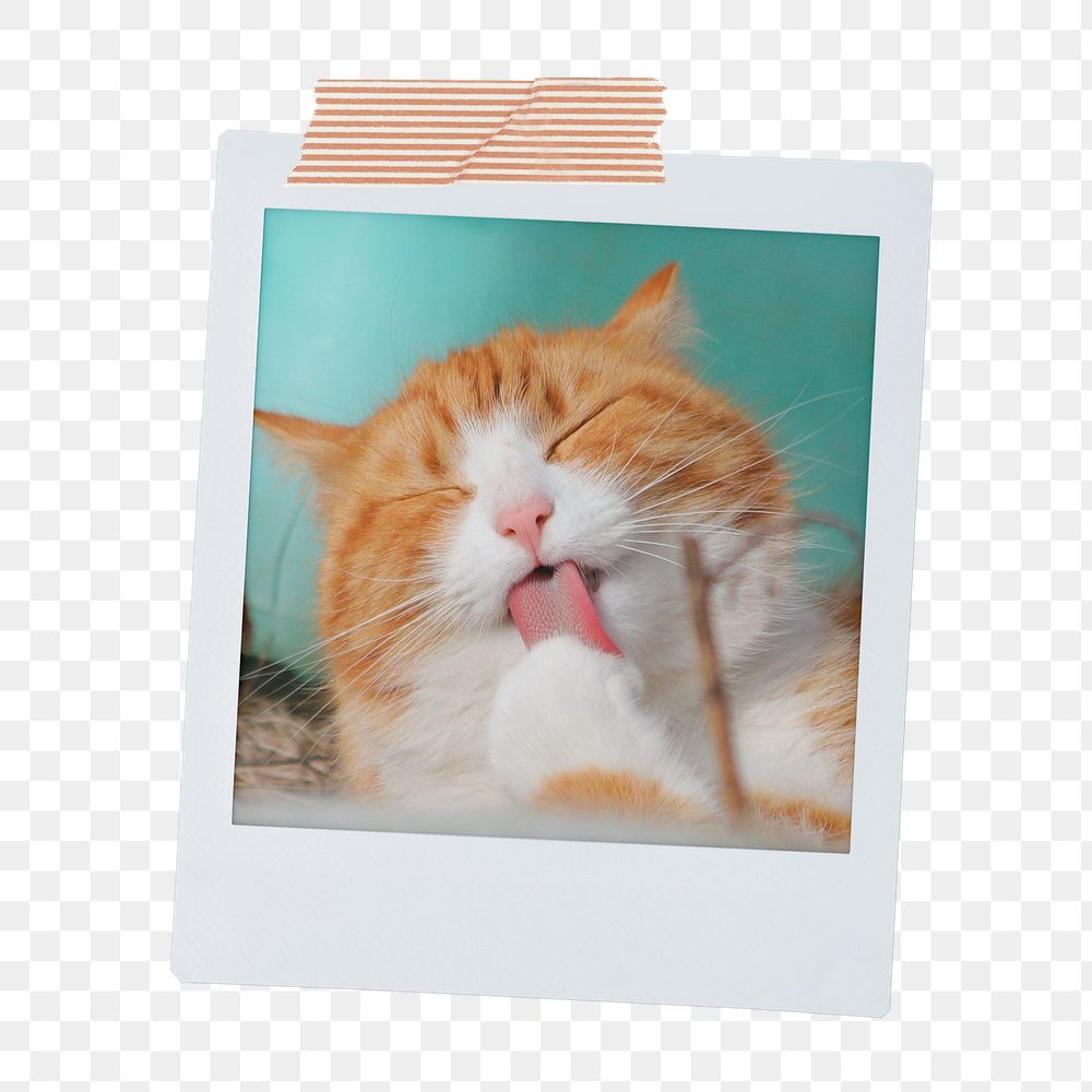 Grooming cat png sticker, pet instant photo on transparent background