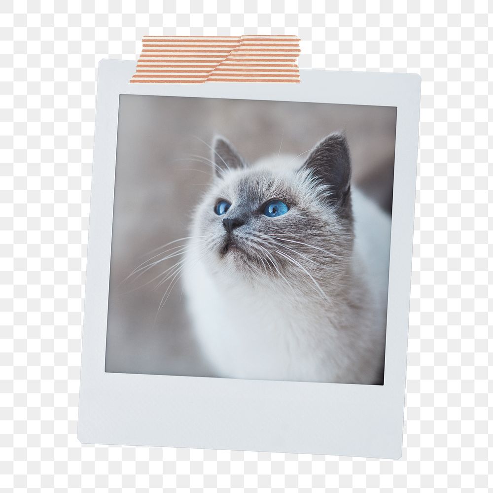 Ragdoll kitten png sticker, pet instant photo on transparent background