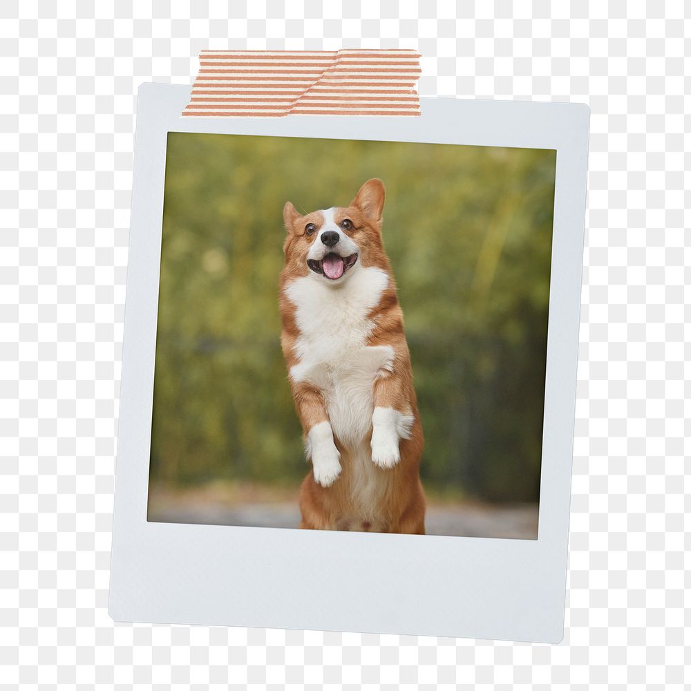 Cheerful Corgi png dog sticker, pet portrait, instant photo image on transparent background