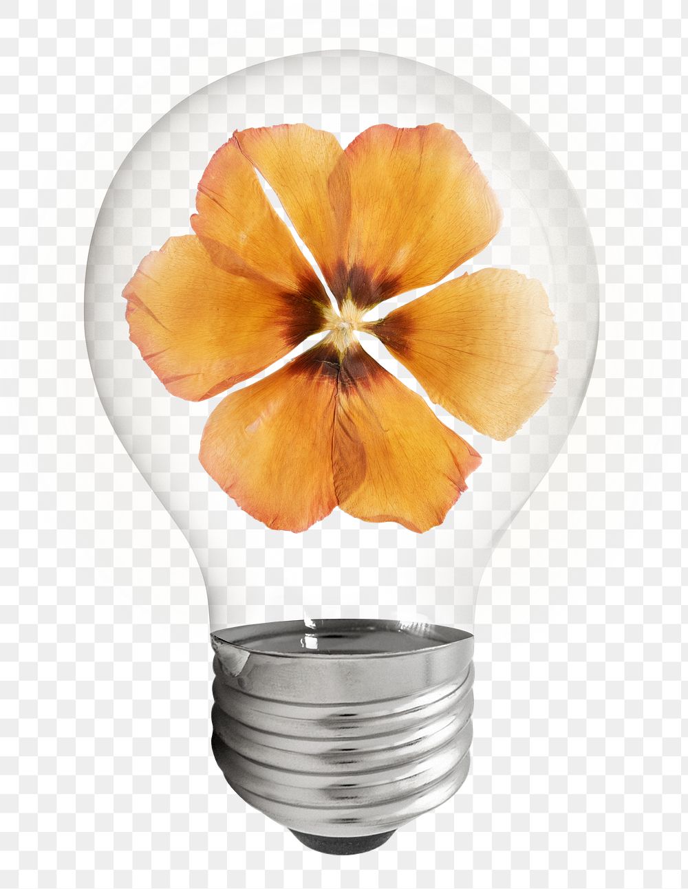 Dry anemone png sticker flower light bulb, Autumn aesthetic graphic, transparent background