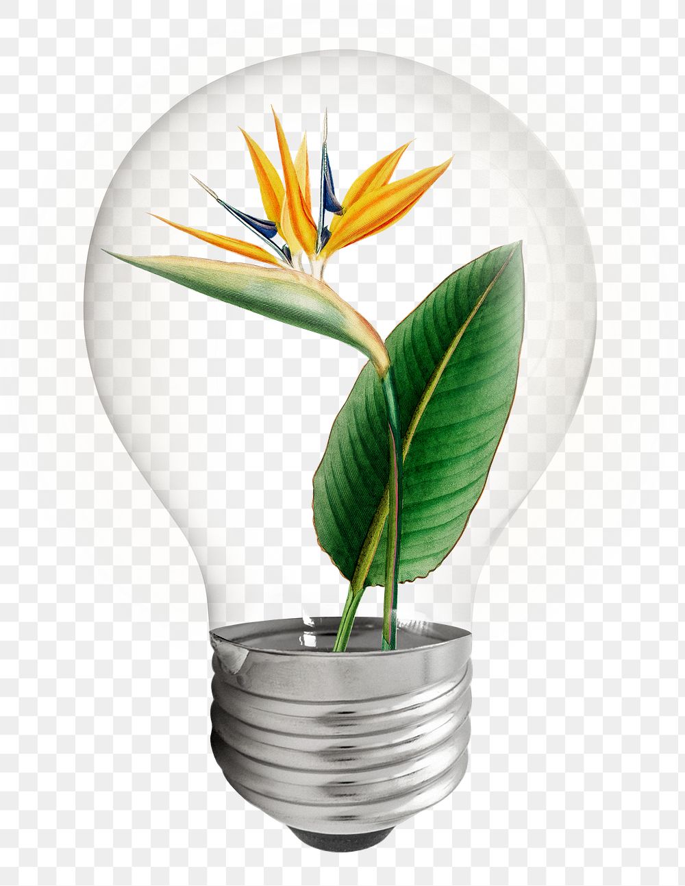 Bird paradise flower png light bulb sticker, botanical aesthetic graphic, transparent background