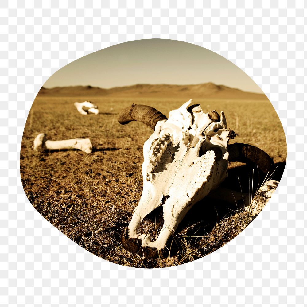 Animal extinction png badge sticker, longhorn skull on desert photo in blob shape, transparent background