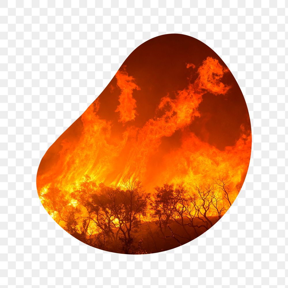 Wildfire png badge sticker, global warming, climate change photo in blob shape, transparent background