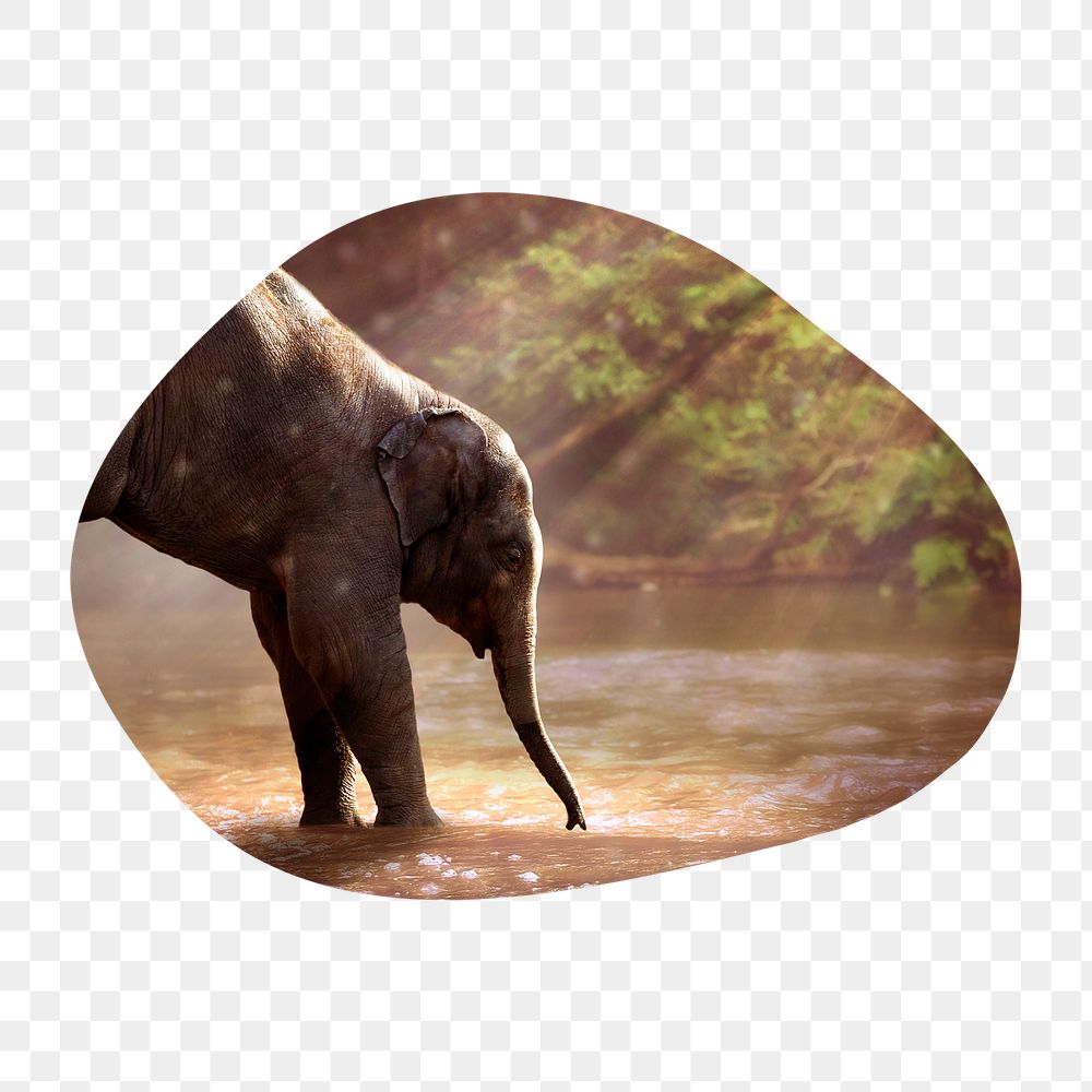 Png elephant by the lake badge sticker, wildlife photo in blob shape, transparent background