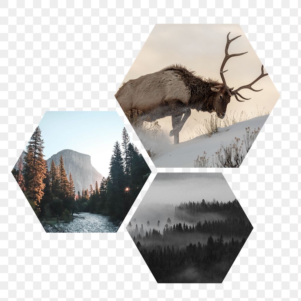 Winter nature png aesthetic badge sticker, wilderness photo in hexagon shape, transparent background